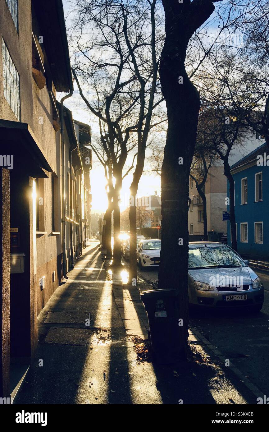 Sun shining through street trees on late autumn afternoon - Smartphone Captured Stock Image