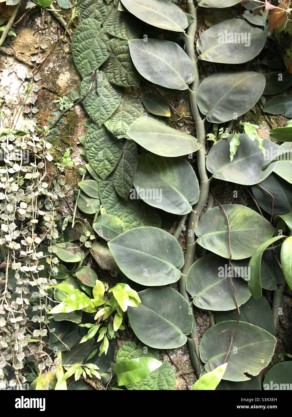 Climbing plants hi-res stock photography and images - Alamy