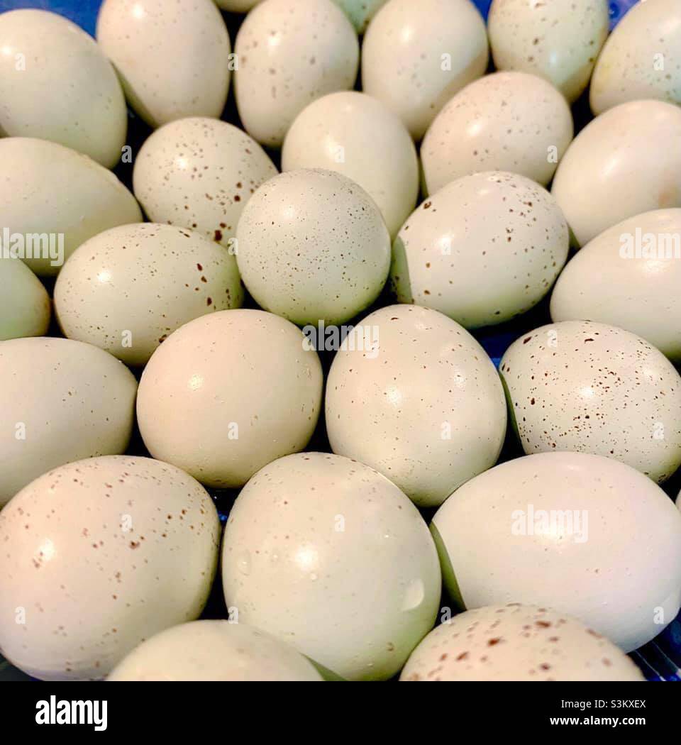 Celadon Quail Eggs Stock Photo Alamy