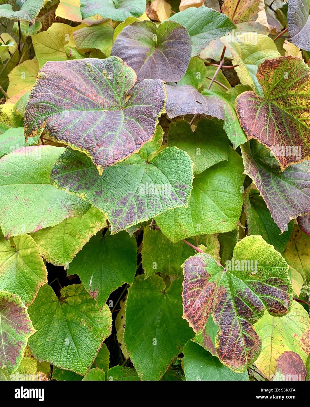Beautiful green and red variegated leaves Stock Photo