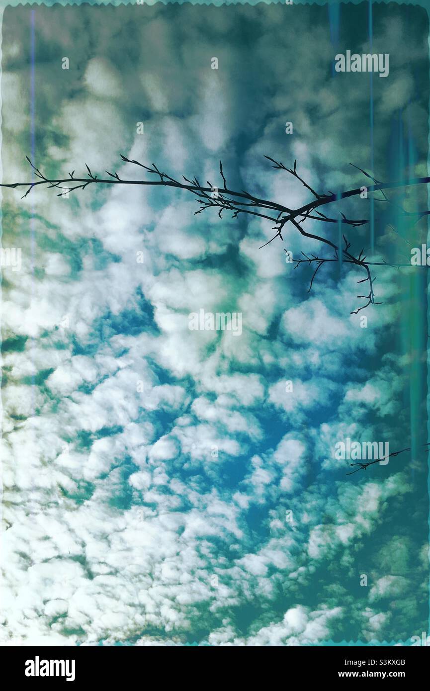 White fluffy clouds and blue sky with silhouette of a tree branch without leaves Stock Photo