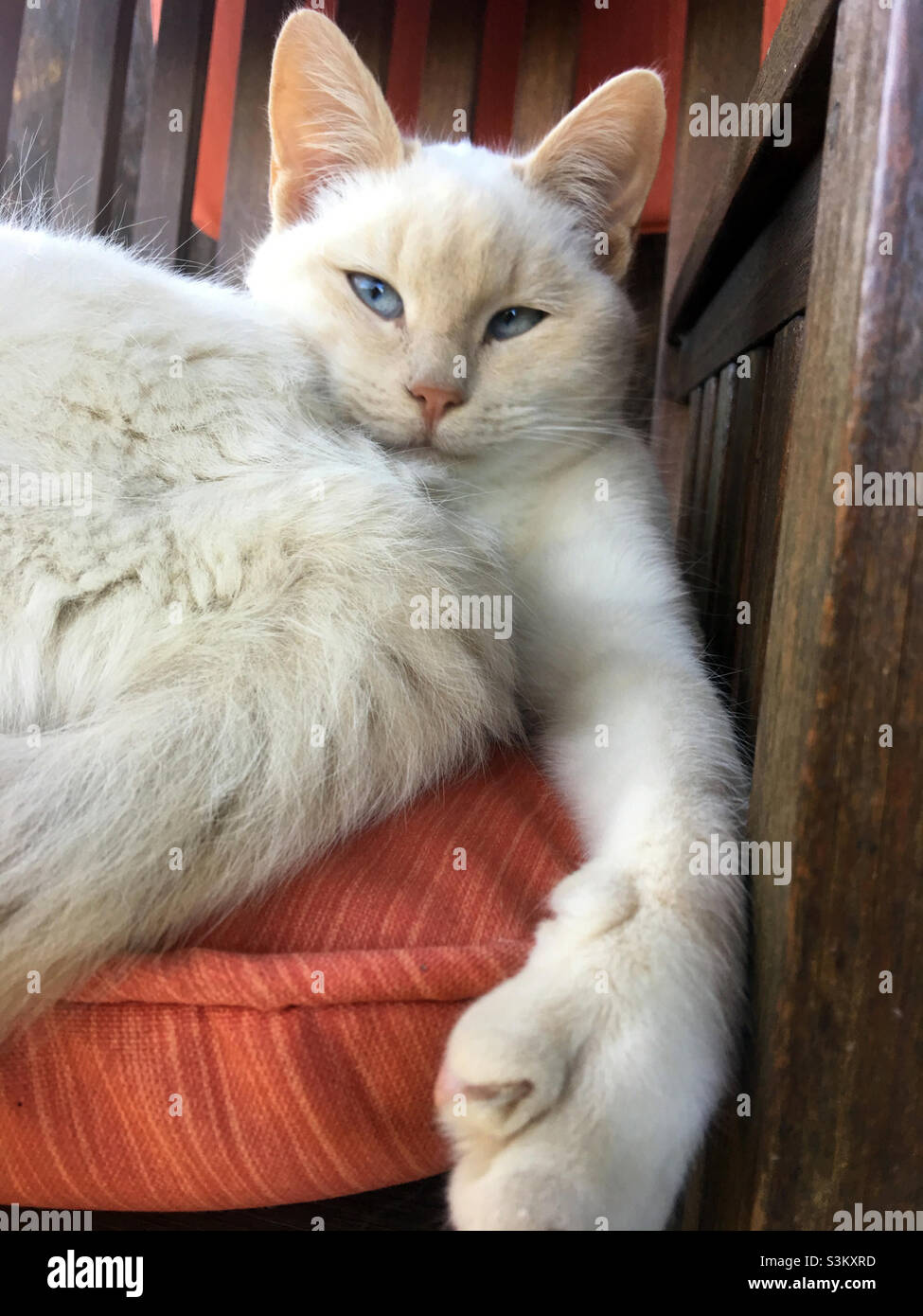White cat with beautiful blue eyes laying on its back relaxing on a wooden chair with a cushion looking at viewer.  Makes you smile. Stock Photo