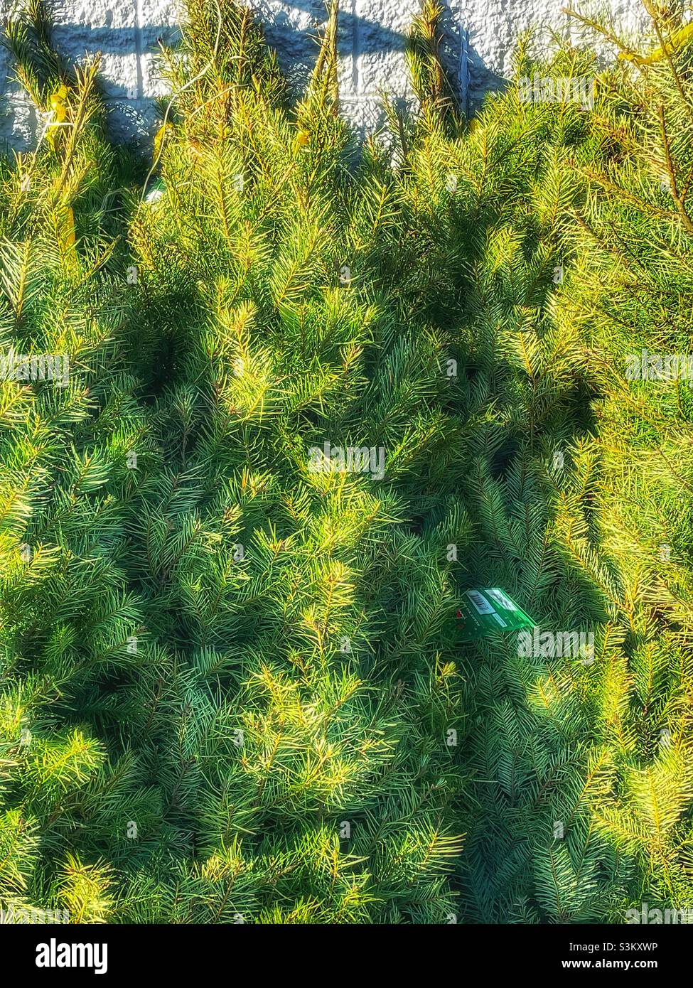 Christmas trees, without stands, are leaned against a wall at a Christmas tree lot at a local Walmart super center in Utah, USA. - Smartphone Captured Stock Image