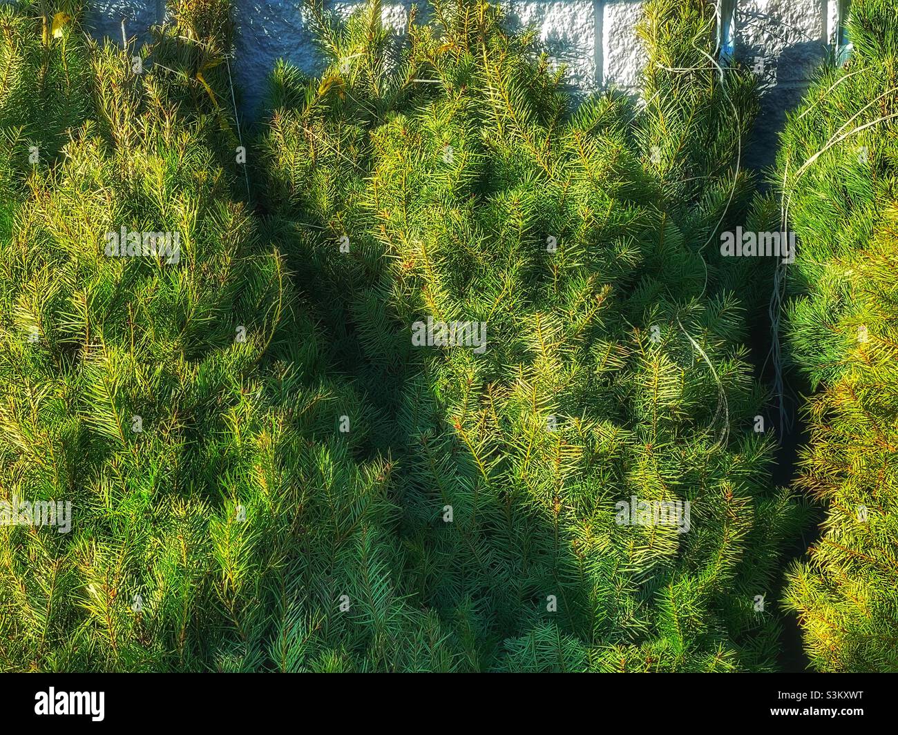 Christmas trees, without stands, are leaned against a wall at a