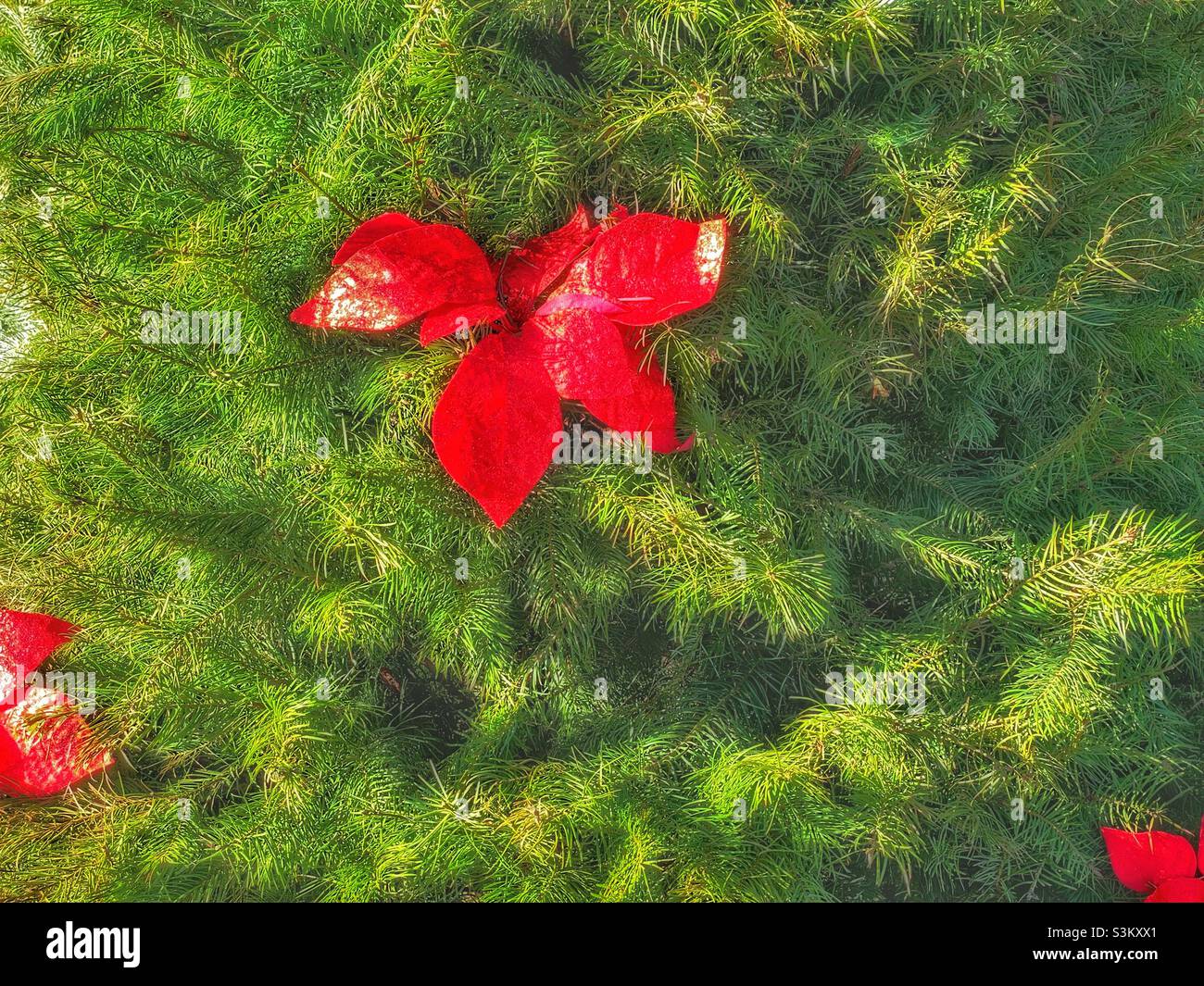 Christmas trees, without stands, are leaned against a wall at a Christmas tree lot at a local Walmart super center in Utah, USA. These particular trees are adorned with red bows. - Smartphone Captured Stock Image