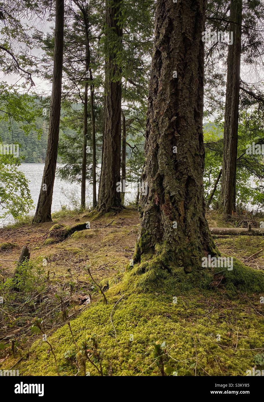 Mossy trail with old tree forest and mountain lake on a cloudy day in summer. Orcas Island, San Juan Islands, Washington, USA. - Smartphone Captured Stock Image