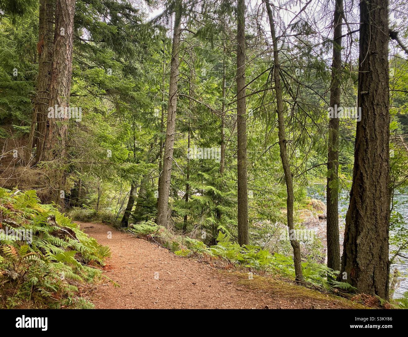 Lush hiking trail view with trees and ferns alongside a freshwater lake on Orcas Island on a cloudy day in summer. Washington, USA. - Smartphone Captured Stock Image