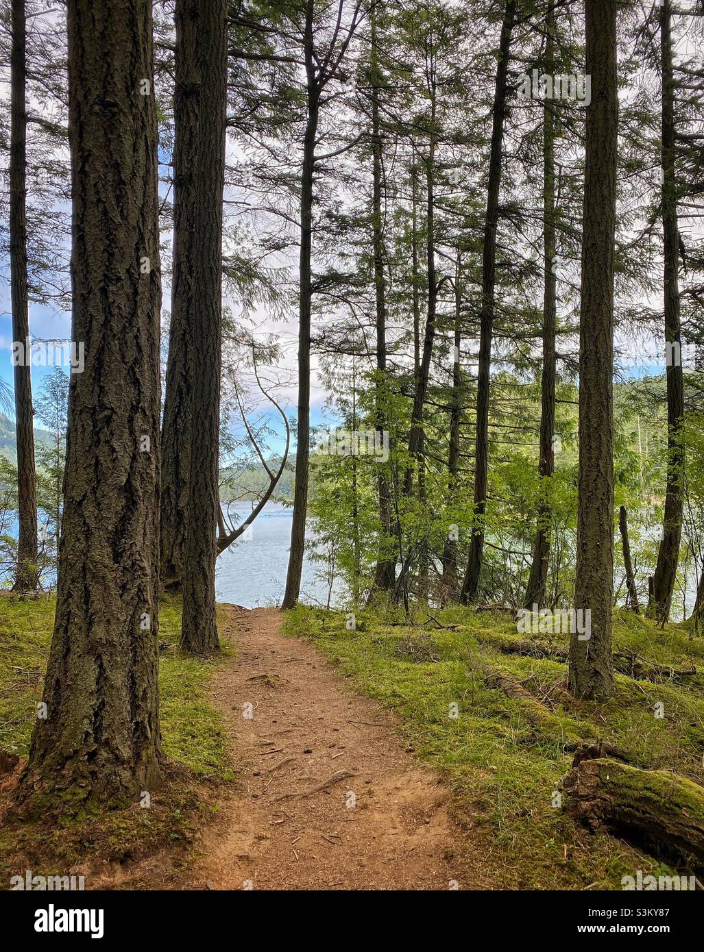 Lush green hiking trail with moss in a dense pine forest overlooking a freshwater lake on a cloudy day in summer. Orcas island, Washington, USA. - Smartphone Captured Stock Image