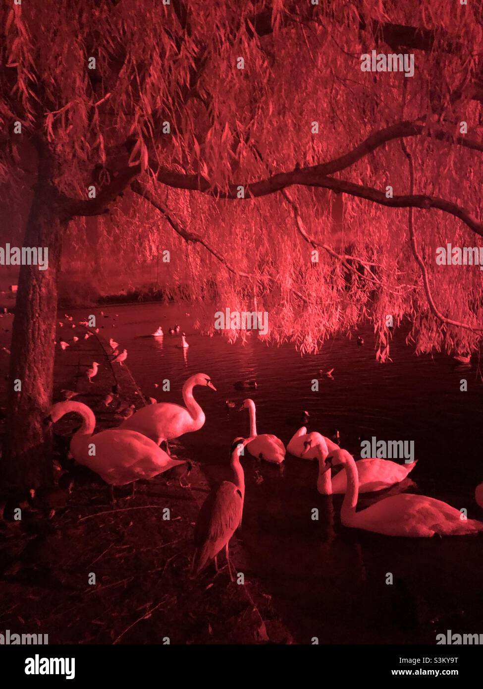 Dreamy image of swans taken with an infrared filter - Smartphone Captured Stock Image