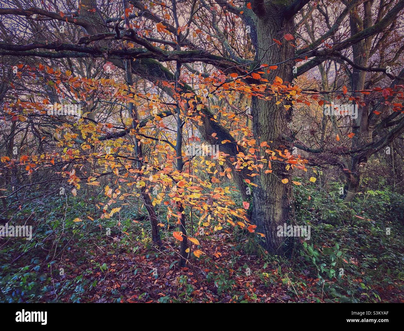 A few golden yellow and brown Beech leaves on the trees in early winter. Stock Photo