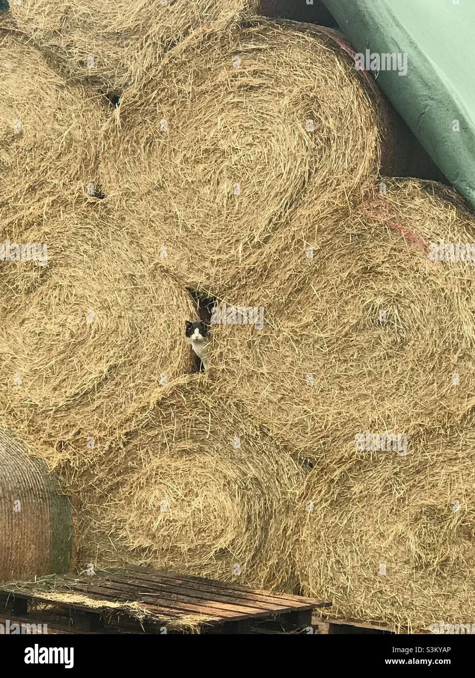 Cat in between bales of hay - Smartphone Captured Stock Image