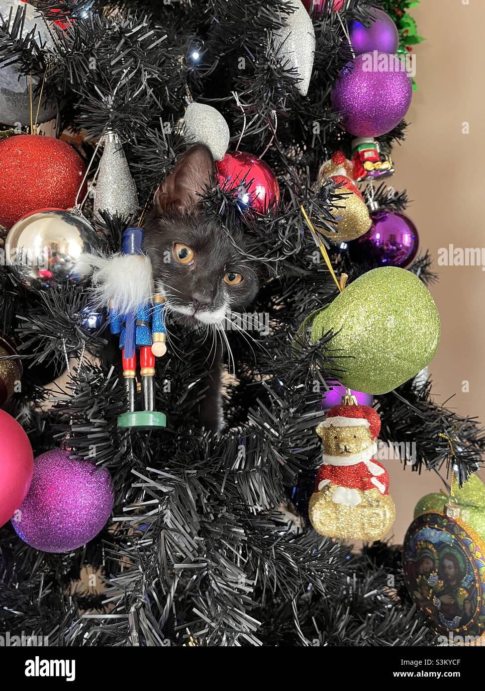 Cat in a Christmas tree Stock Photo Alamy