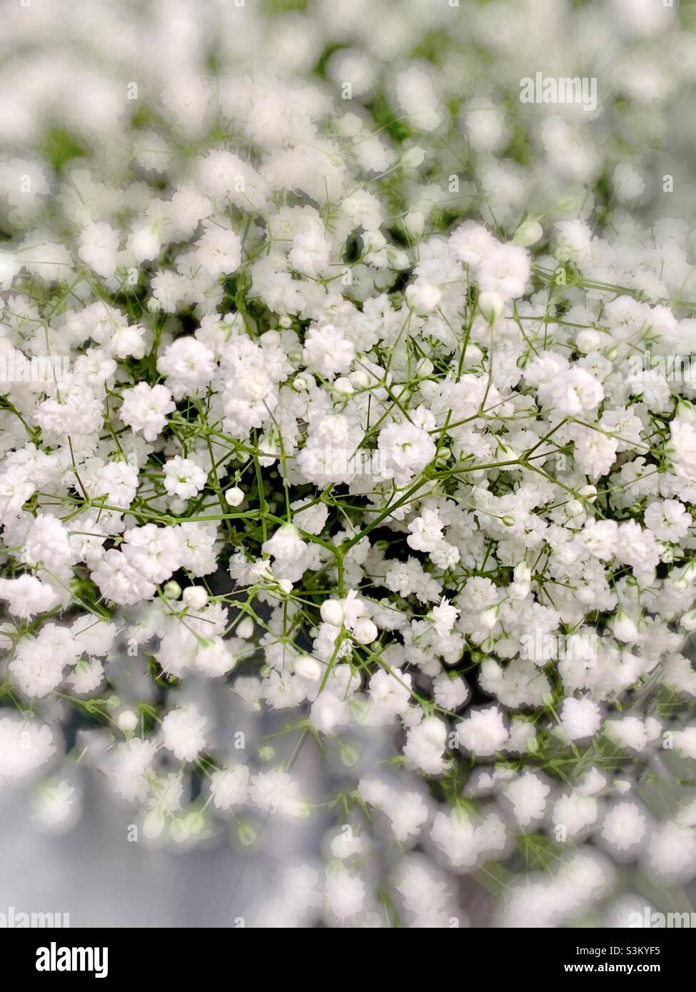 The Baby’s Breath flower Stock Photo Alamy