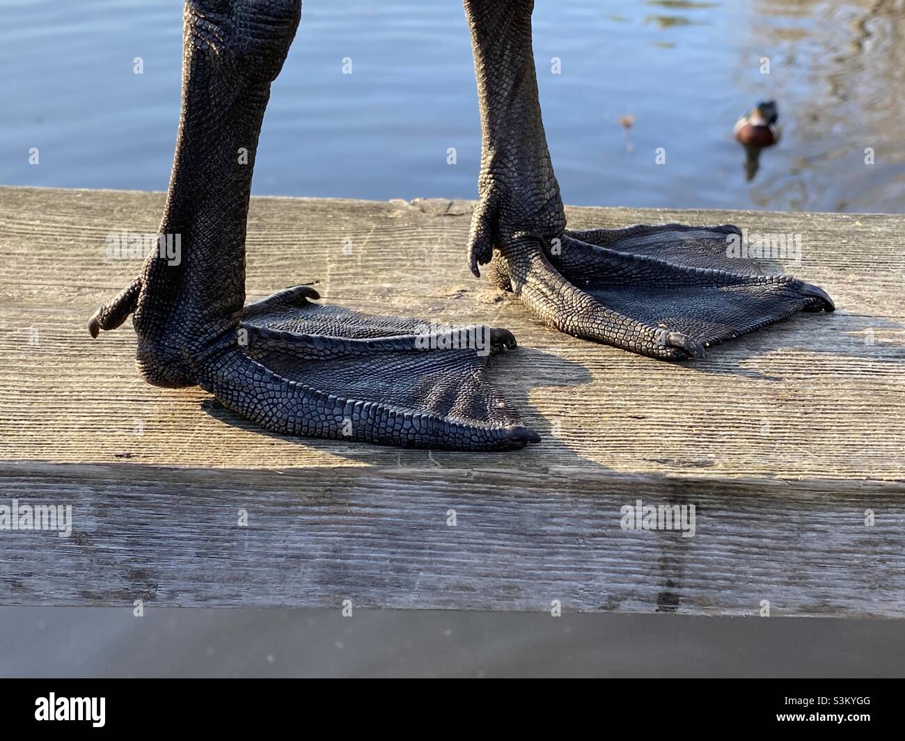 Webbed feet geese hires stock photography and images Alamy