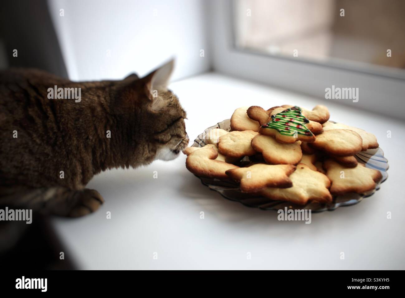 Cat and Christmas cookies Stock Photo
