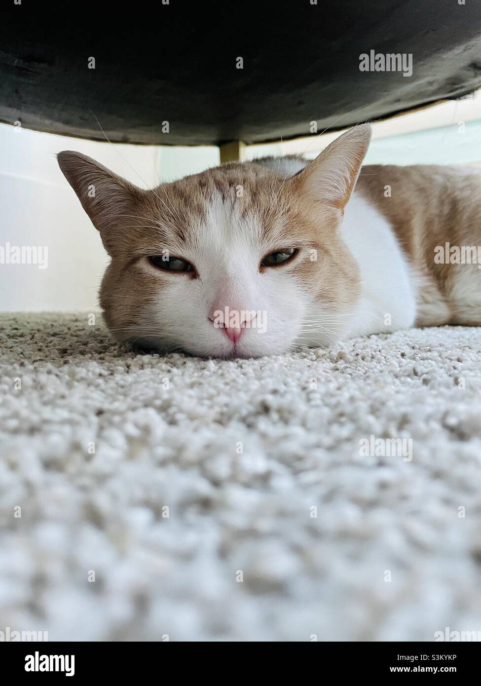 Cute cat hiding under the bed sleeping Stock Photo Alamy