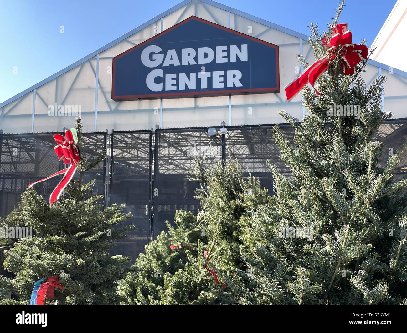 Christmas trees on display and for sale at the Garden Center at a local
