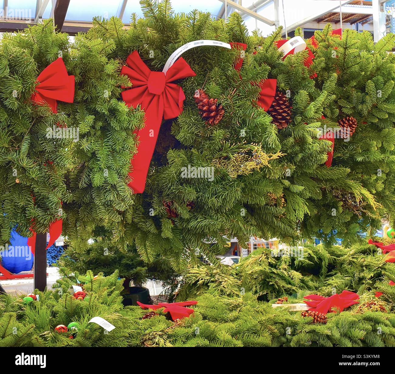Real Christmas wreathes, adorned with red bows, are displayed in the Garden Center at a Lowe’s Home Center in Utah, USA. - Smartphone Captured Stock Image