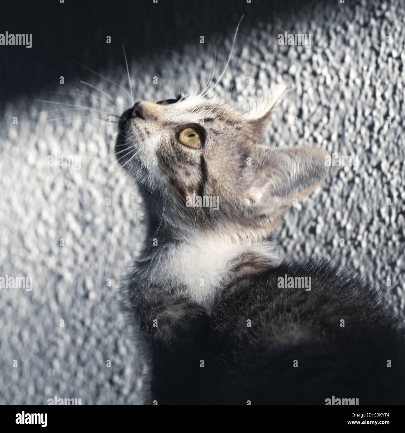 Small, grey and white tabby kitten looks upwards at some unseen distraction, there is a shaft of light that illuminates her - Smartphone Captured Stock Image