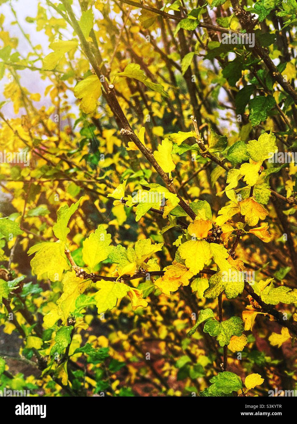 Rose of sharon tree hi-res stock photography and images - Alamy