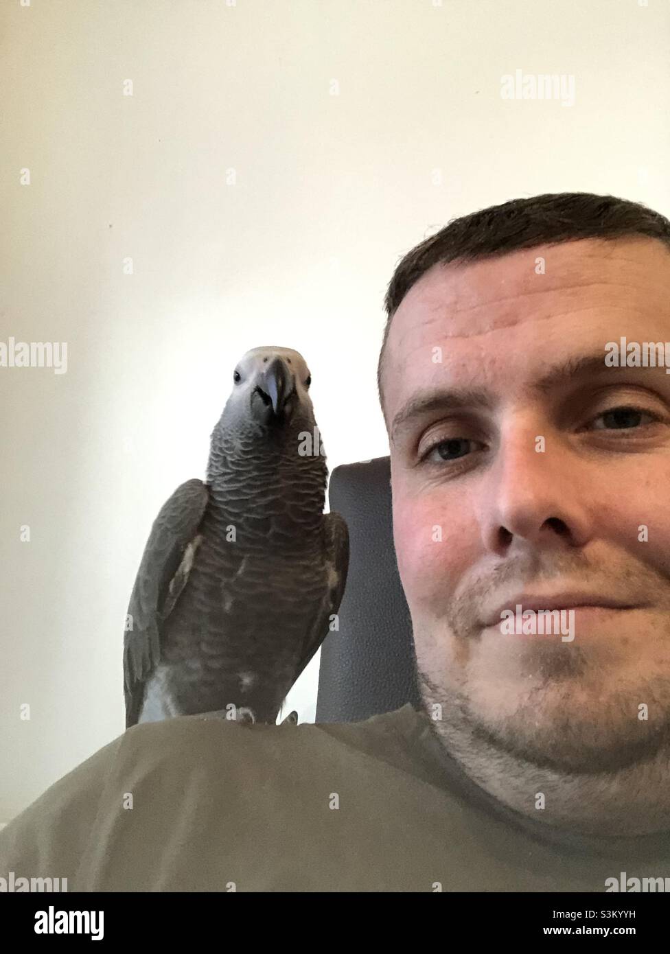 Baby African Grey Parrot sitting on man’s on shoulder - Smartphone Captured Stock Image