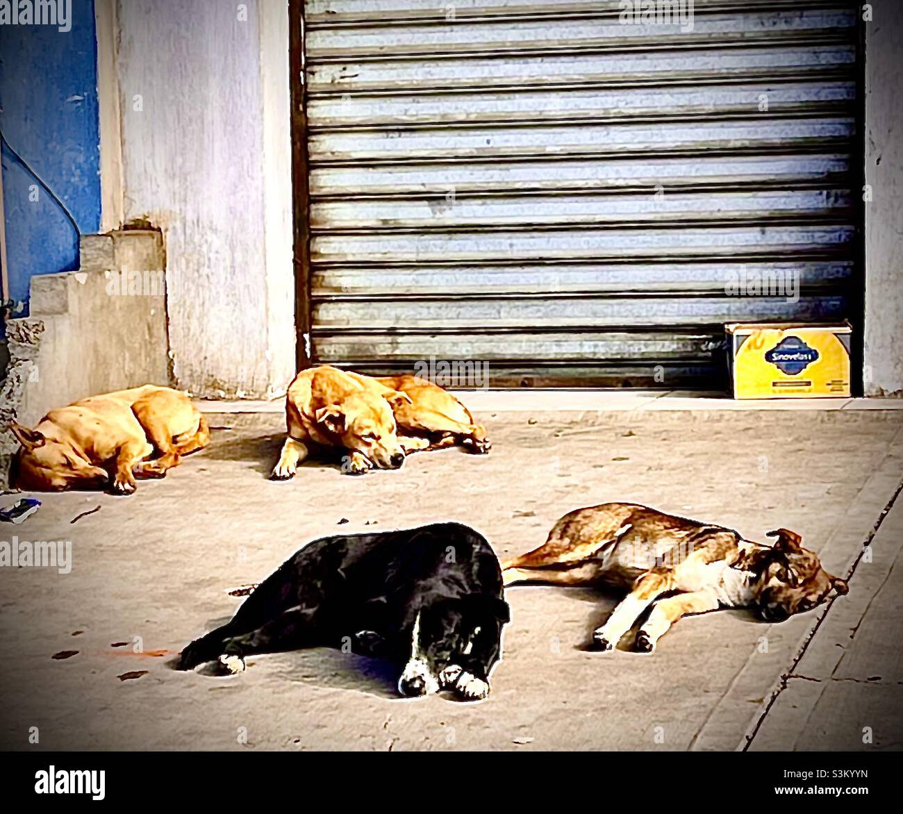 Sleeping dogs Stock Photo