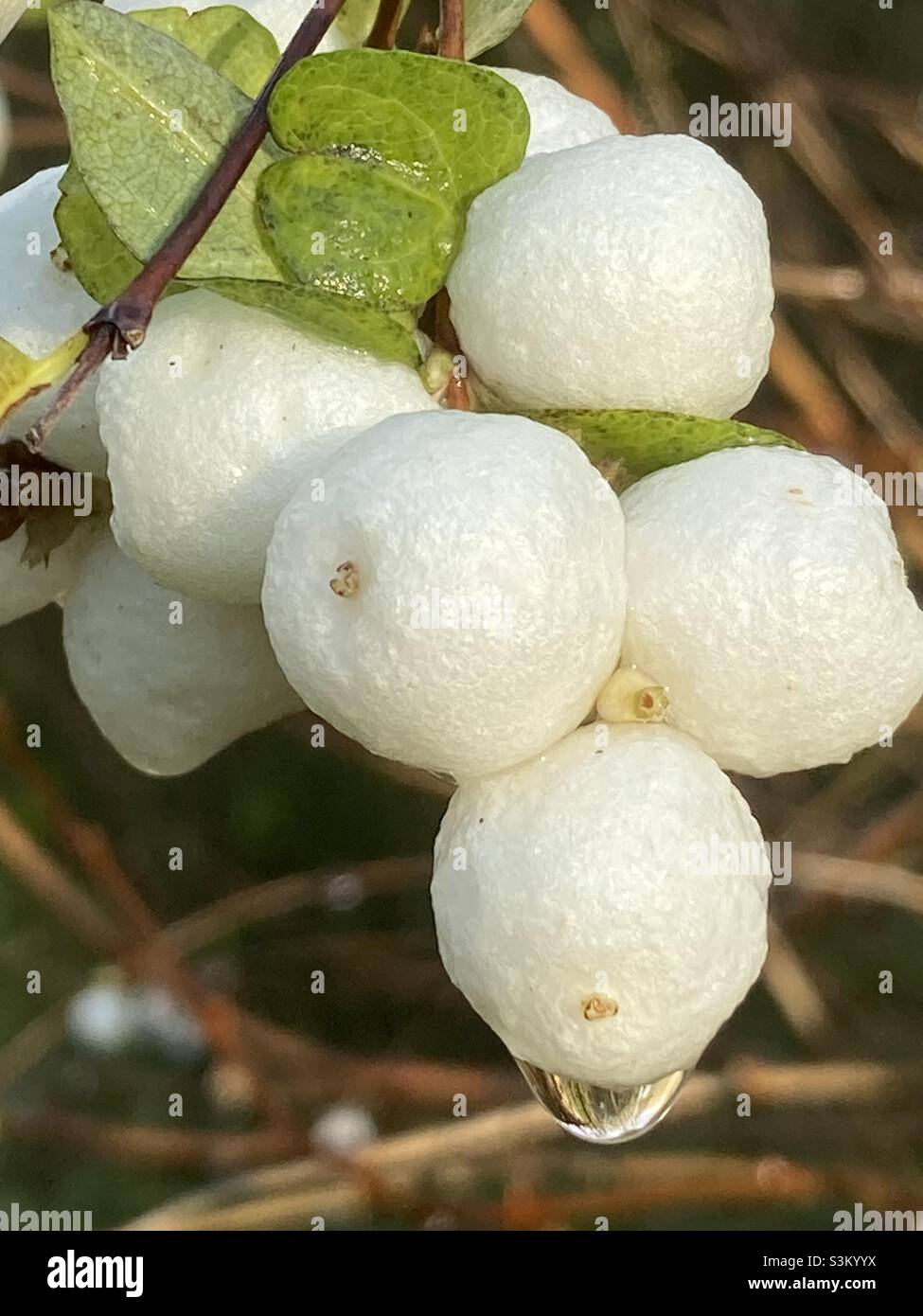 Macro of bunch of Snowberries, Symphoricarpos. Sometimes called Ghostberries. Brilliant white skins in this image resembling texture of oranges. Raindrops visible. Gooderstone, Norfolk Dec 2021 Stock Photo