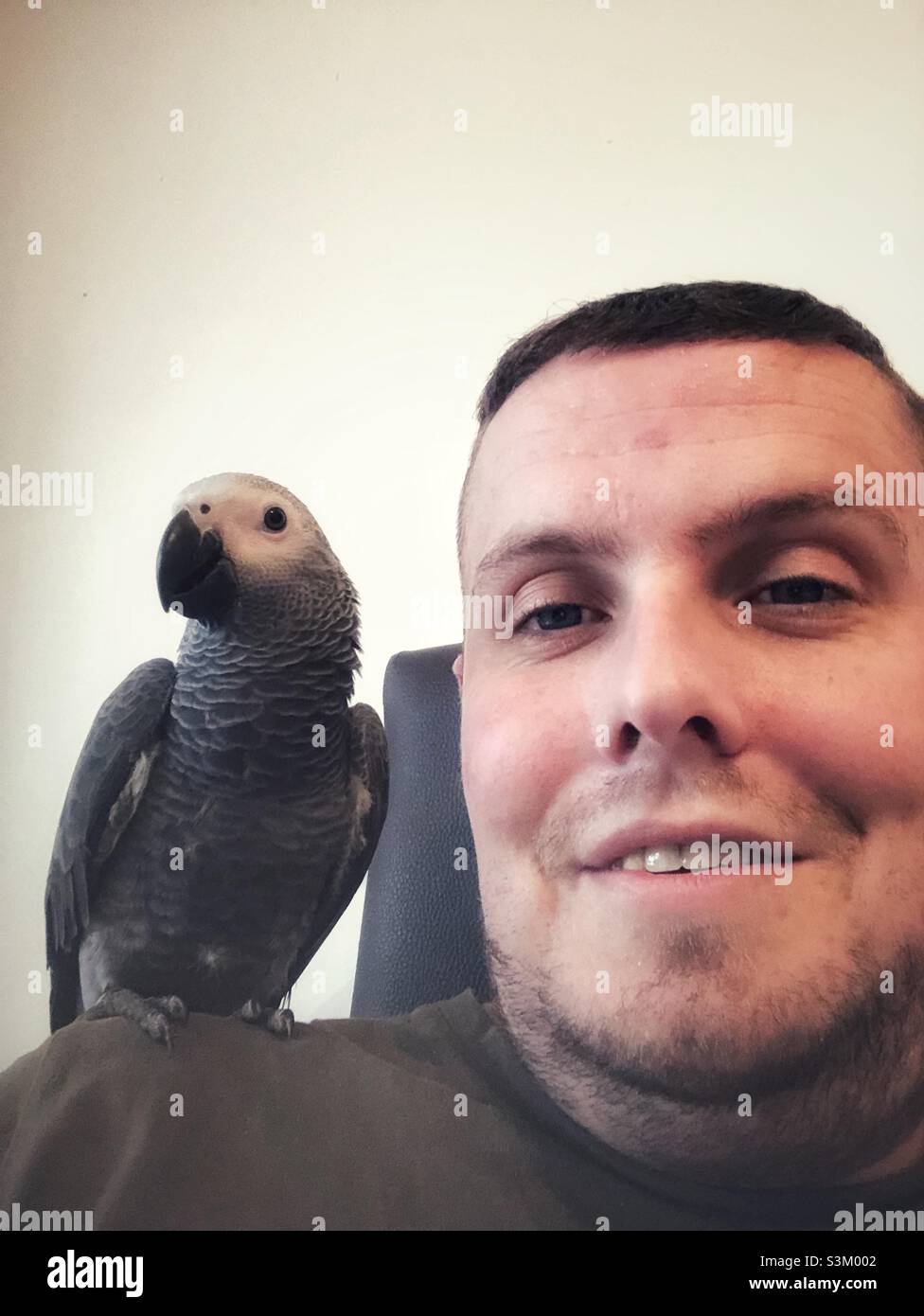 Baby African Grey Parrot sitting on man’s on shoulder - Smartphone Captured Stock Image