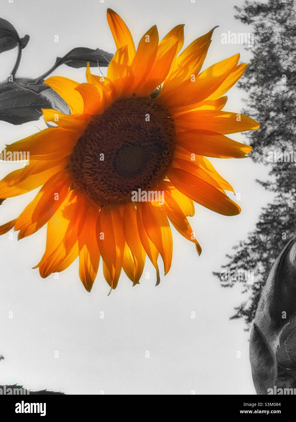 A select color image of a bright, cheerful and luminescent sunflower taken in the Sugar House area of Salt Lake City, Utah, USA. - Smartphone Captured Stock Image