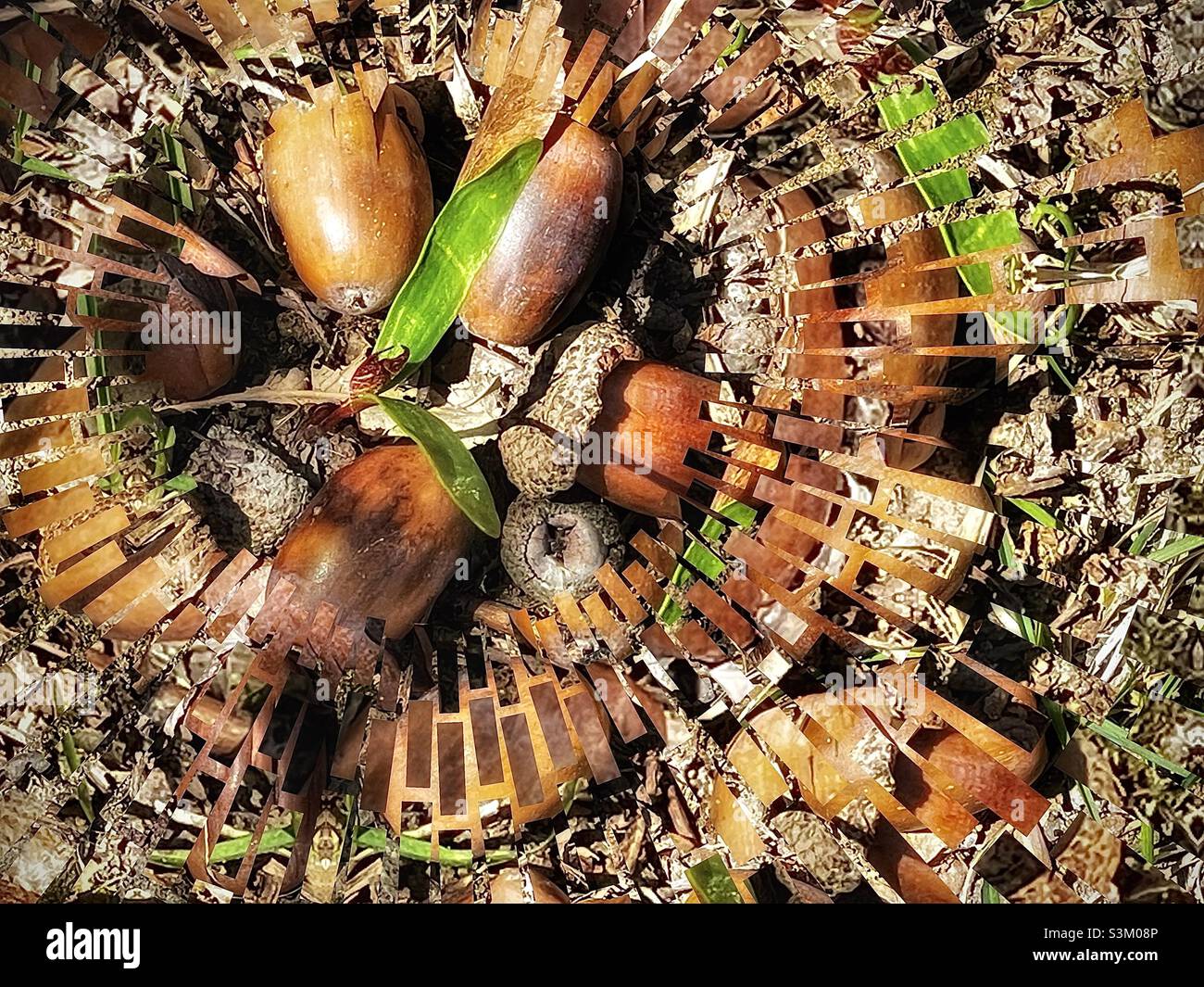 Ground covered w/acorns from an English Oak tree, focusing on one that is beginning to sprout. IOS app Fragment was used to create the encircling transparent strips for an abstracted artistic effect. - Smartphone Captured Stock Image