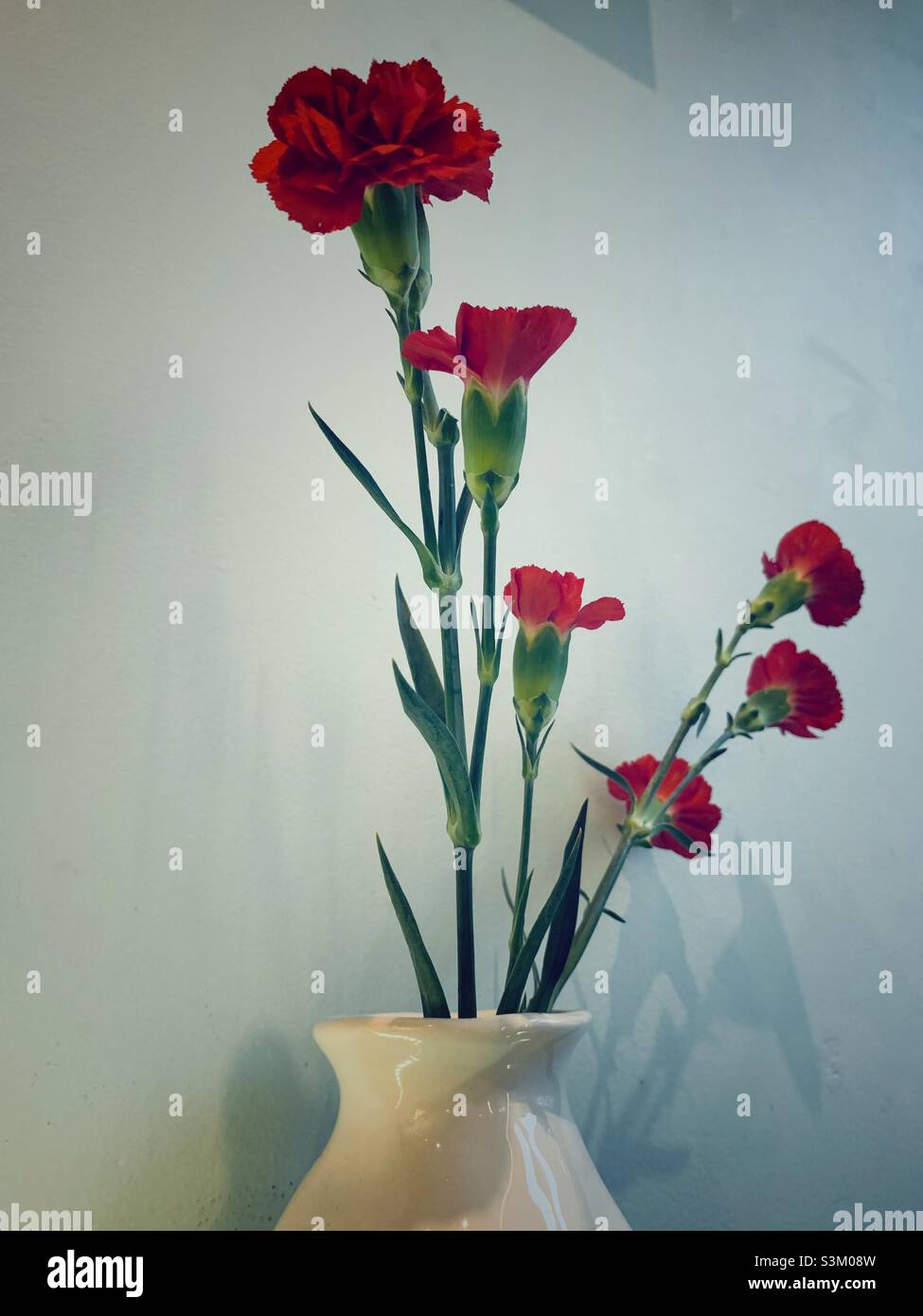 Red carnation flowers on the white flower vase. Stock Photo