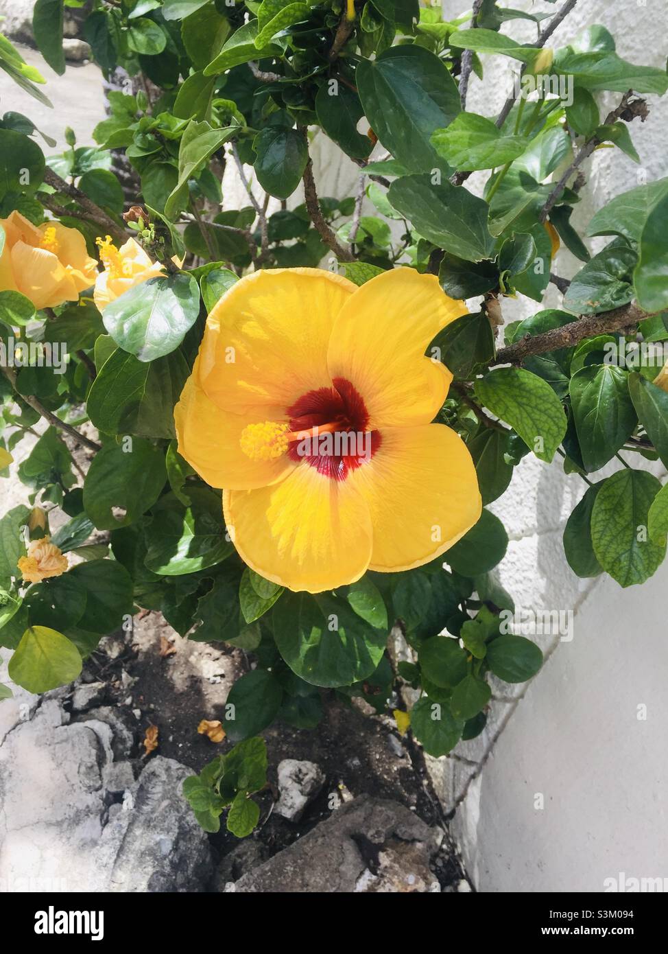 Gumamela flower hires stock photography and images Alamy