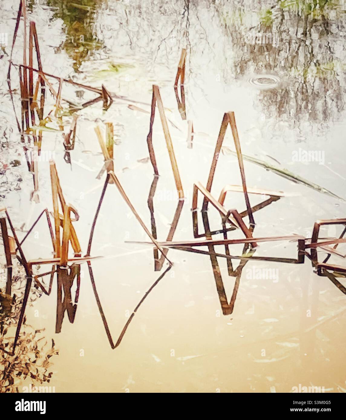 Wilting water reeds creating strong angular shapes as they reflect in water. Muted colour tones give a modern, contemporary feel. Ideal póster or print design. Stock Photo