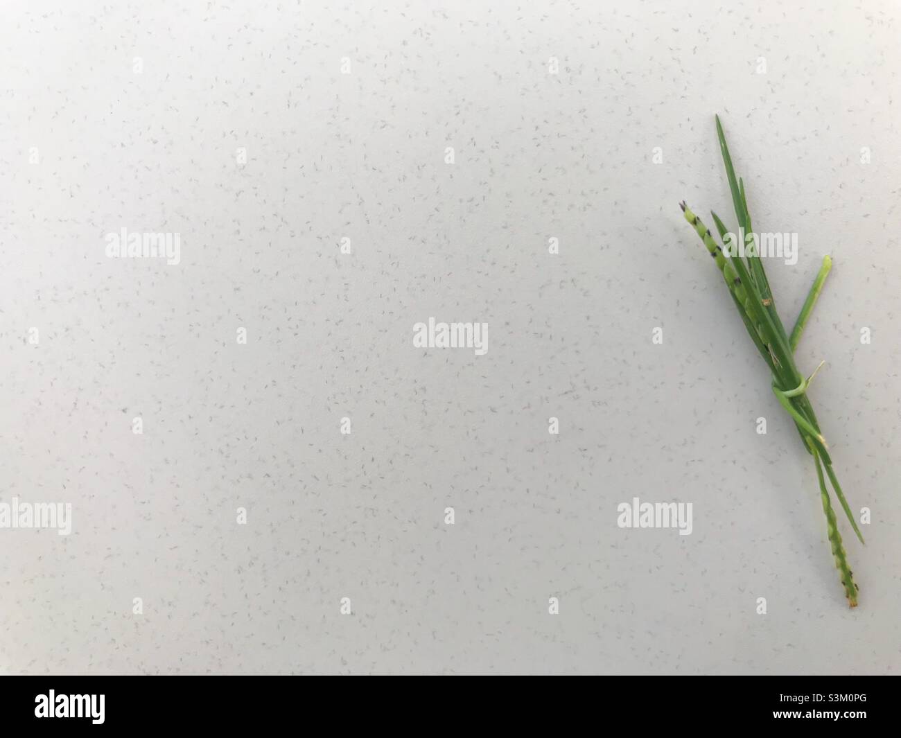 A tiny grass bouquet on a vast white textured background - Smartphone Captured Stock Image