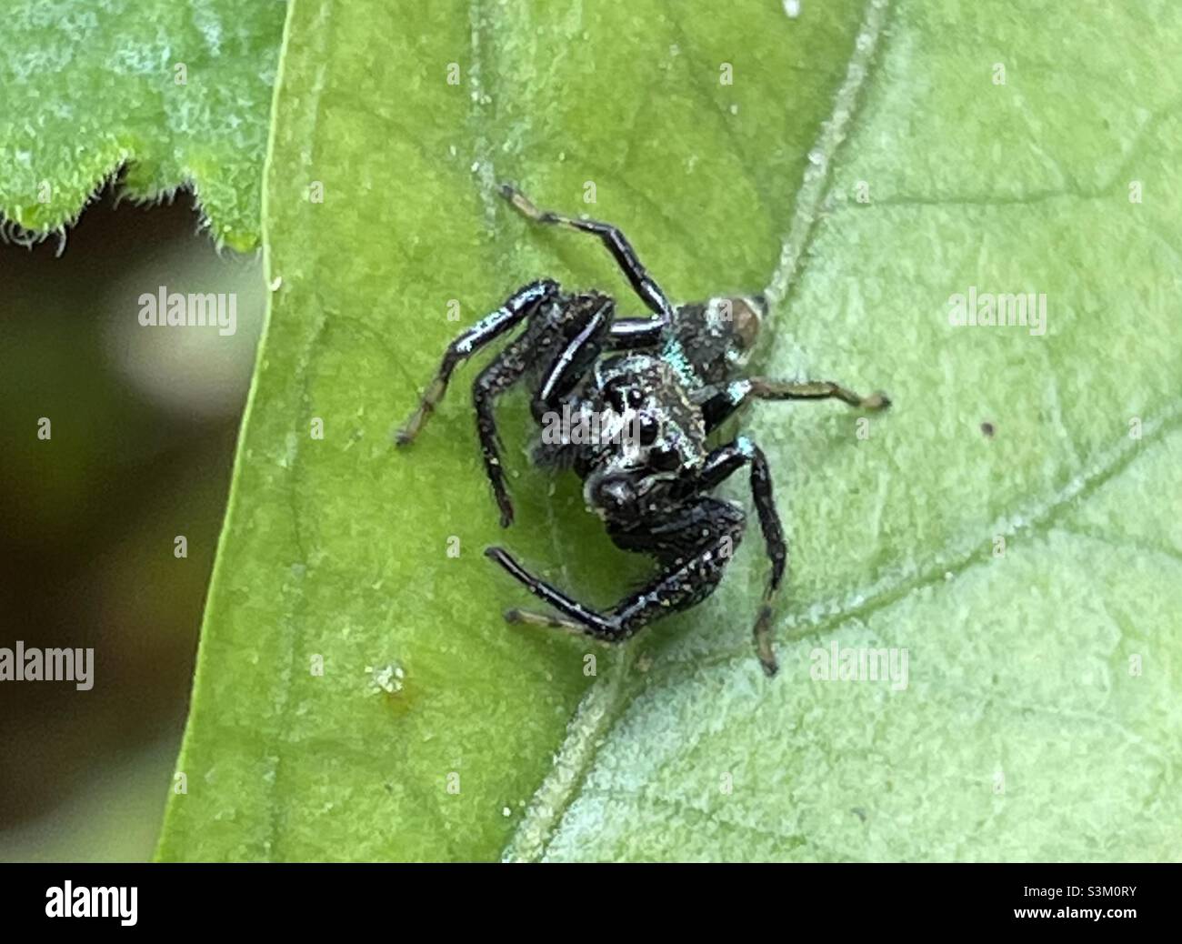 Spider fighting is our childhoods past time in the 60’s in Malaysia. - Smartphone Captured Stock Image