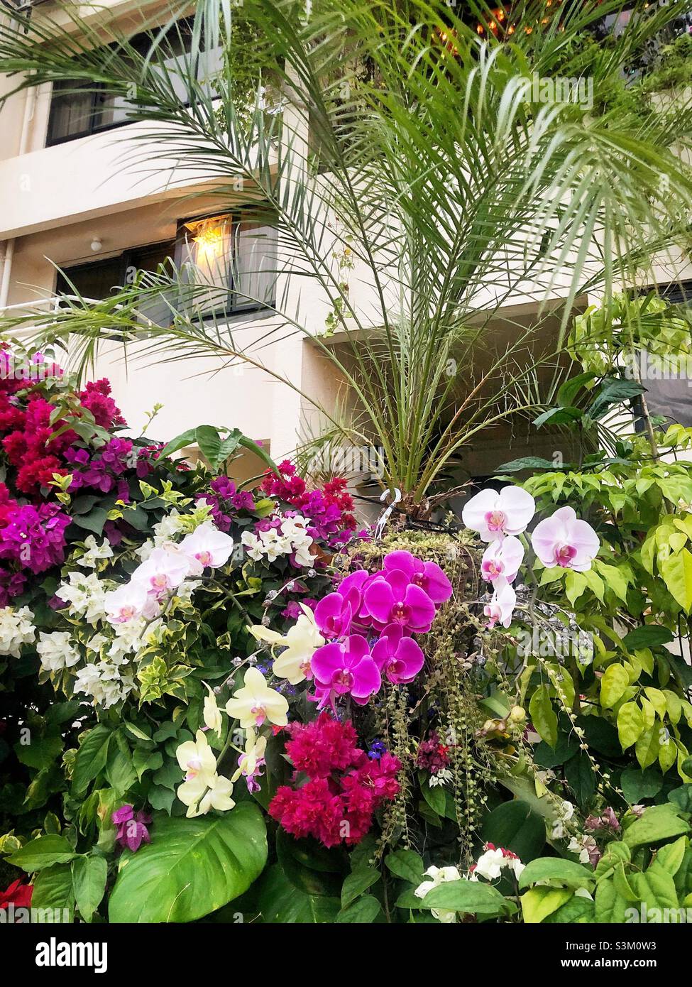 Display of plants and flowers outside a house in Discovery Bay, Lantau Island, Hong Kong - Smartphone Captured Stock Image