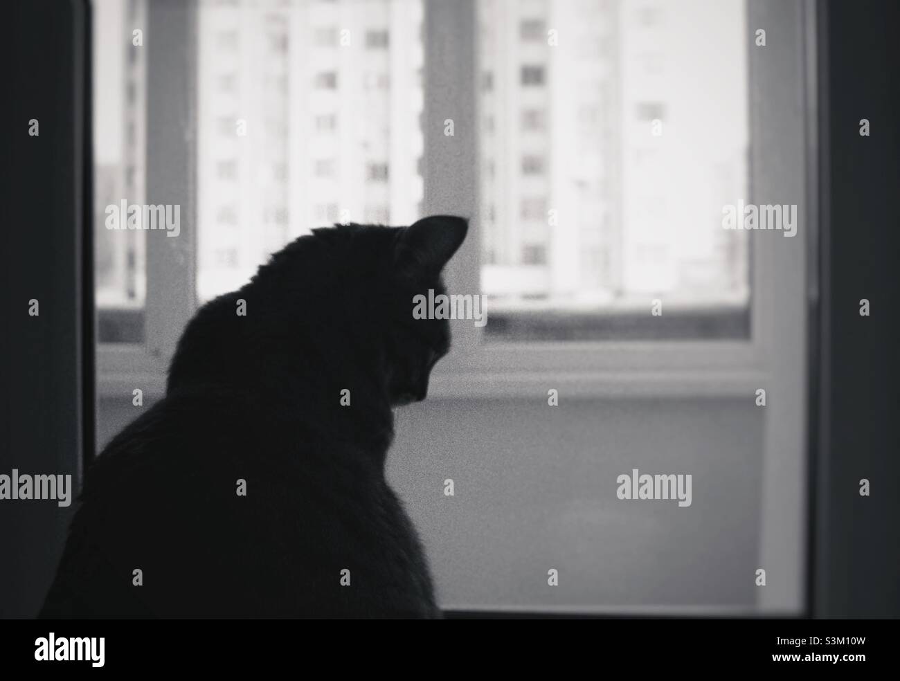 Silhouette of a cat - Smartphone Captured Stock Image