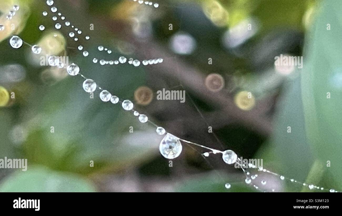 Dew drops - Smartphone Captured Stock Image