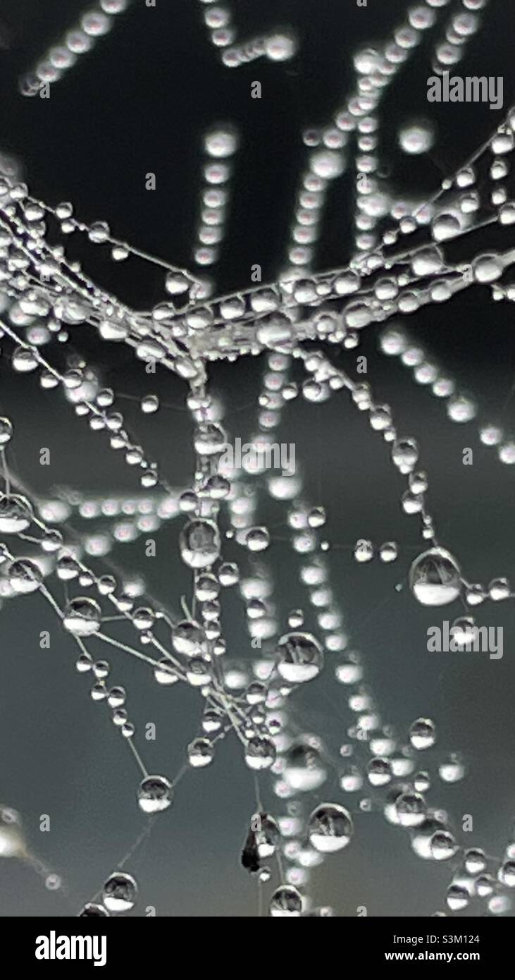 Dew drops - Smartphone Captured Stock Image