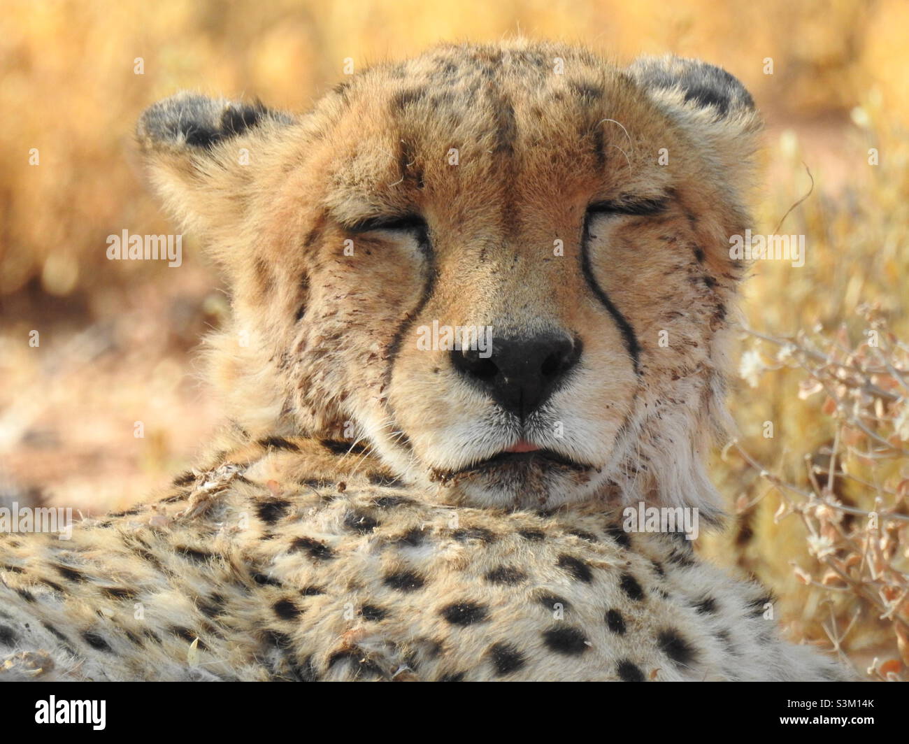 sleeping gepard Stock Photo