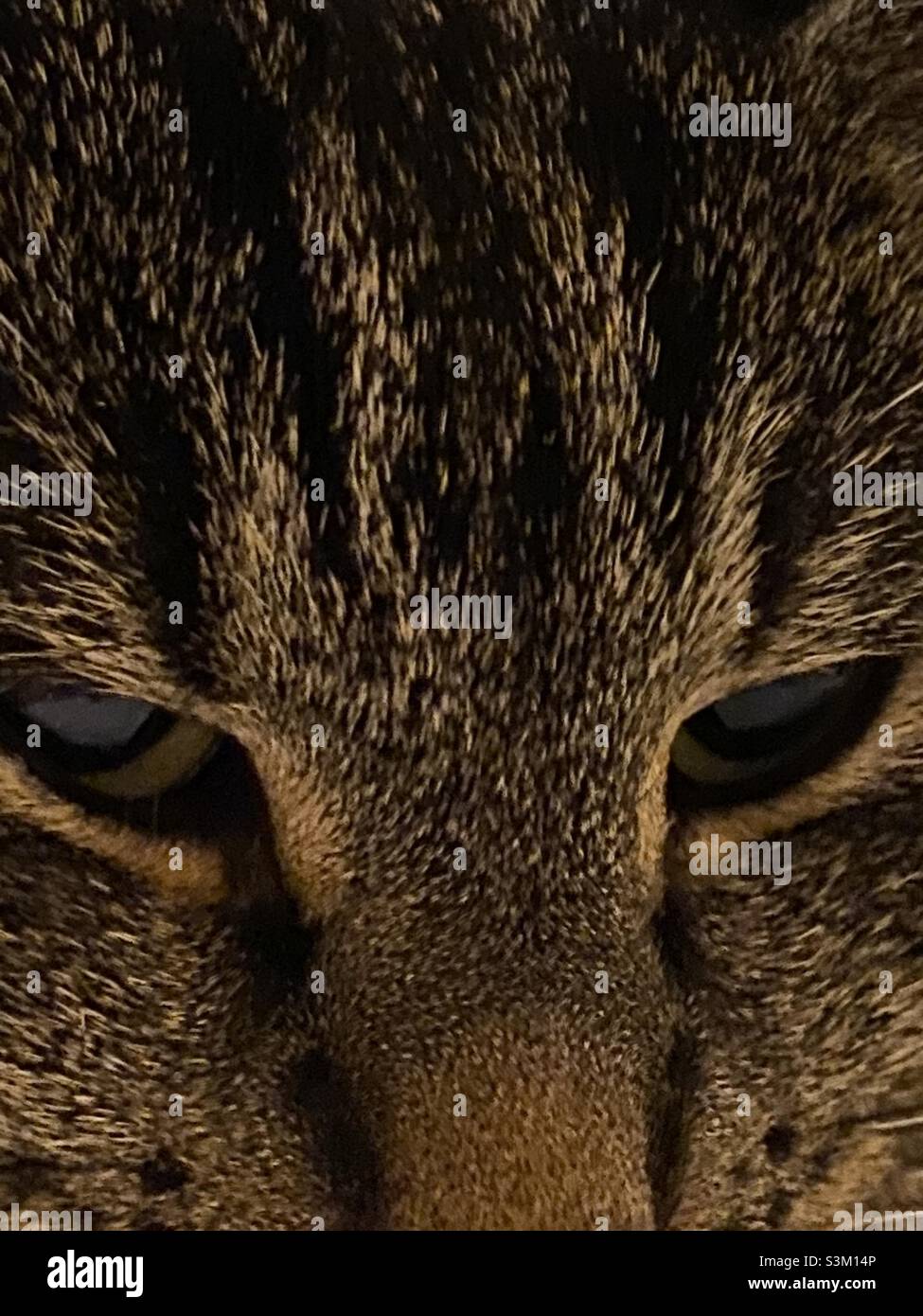 Close up of dark grey tabby cat’s eyes and nose. Stock Photo