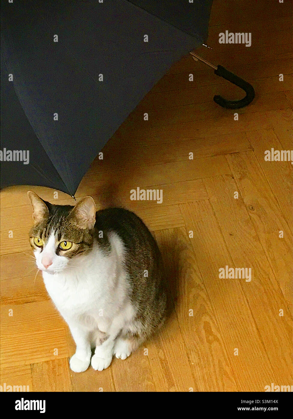 Tabby and white cat sitting by an umbrella. - Smartphone Captured Stock Image