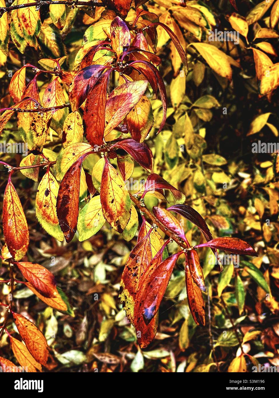 Forsythia plant with autumn season leaf color change. Stock Photo