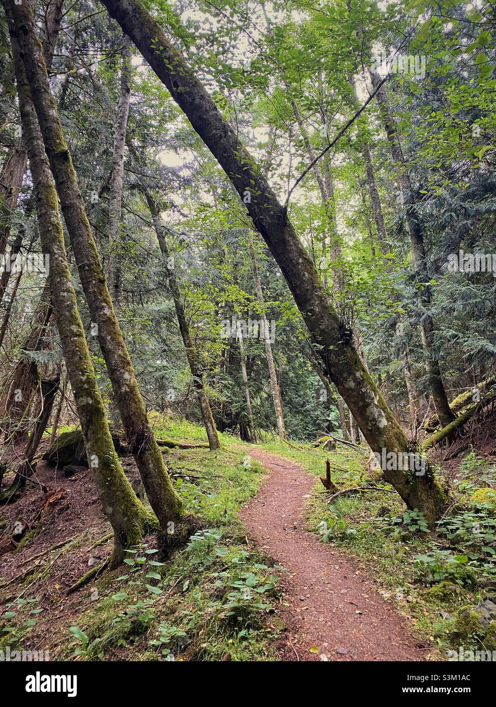 Leaning trees in lush green forest with a meandering hiking trail. Orcas island, Washington, USA. - Smartphone Captured Stock Image
