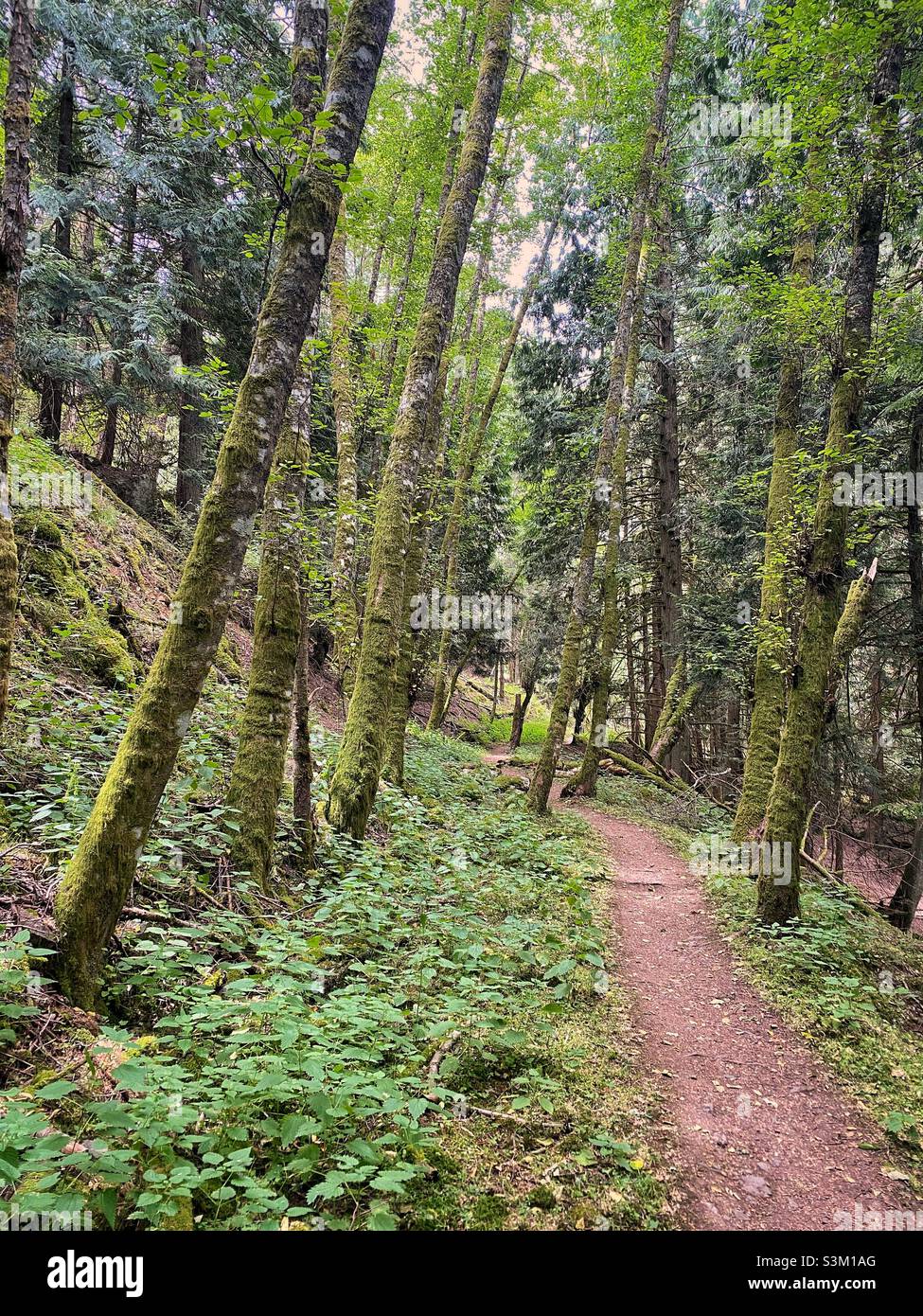 Lush, green, dense forest with leaning trees and a hiking trail on a summer day in the Pacific Northwest. Orcas island, Washington, USA. - Smartphone Captured Stock Image