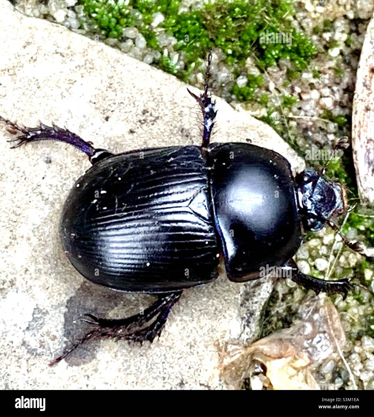 Big sale black beetle