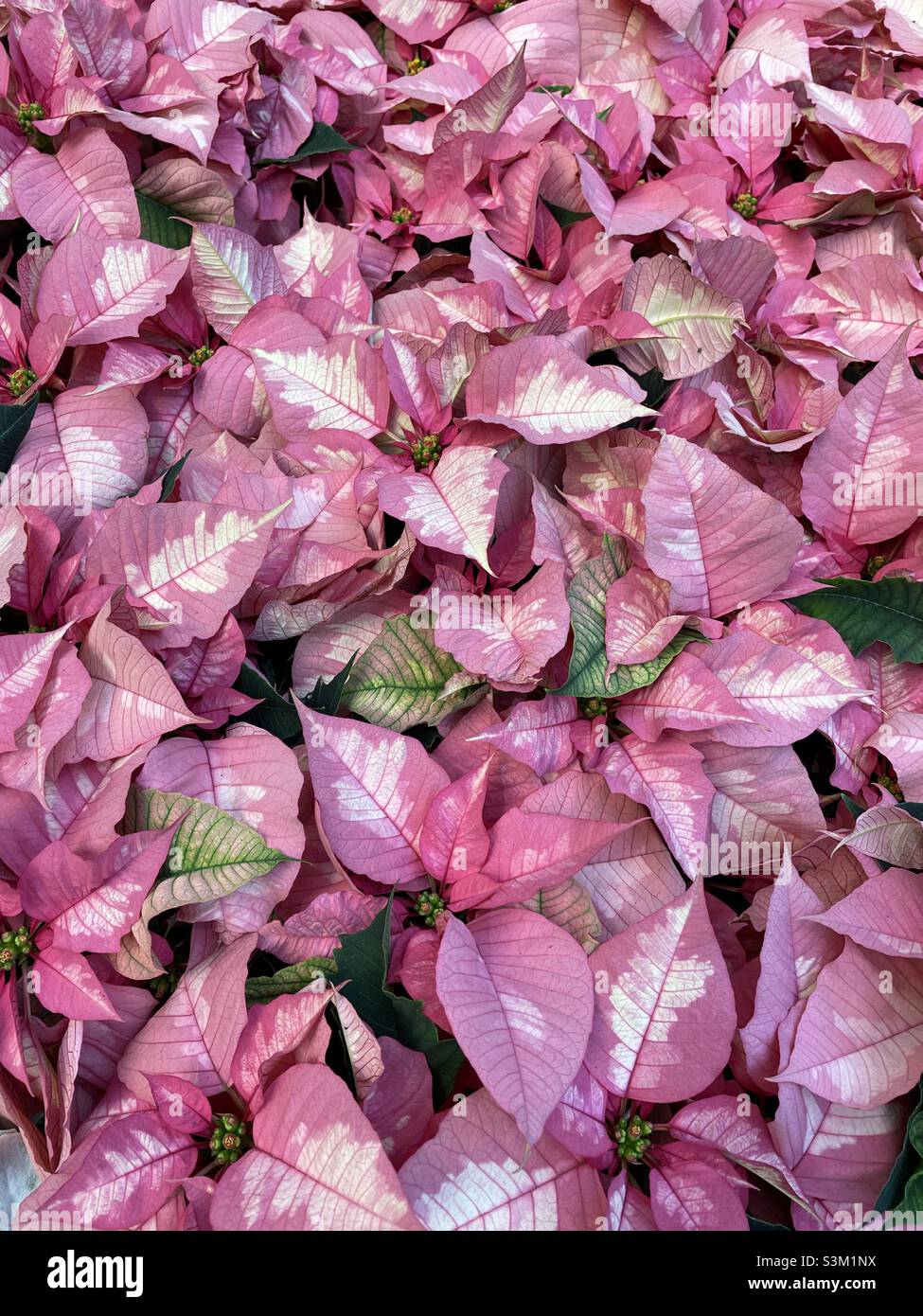 Light red and white full Christmas poinsettias background - Smartphone Captured Stock Image