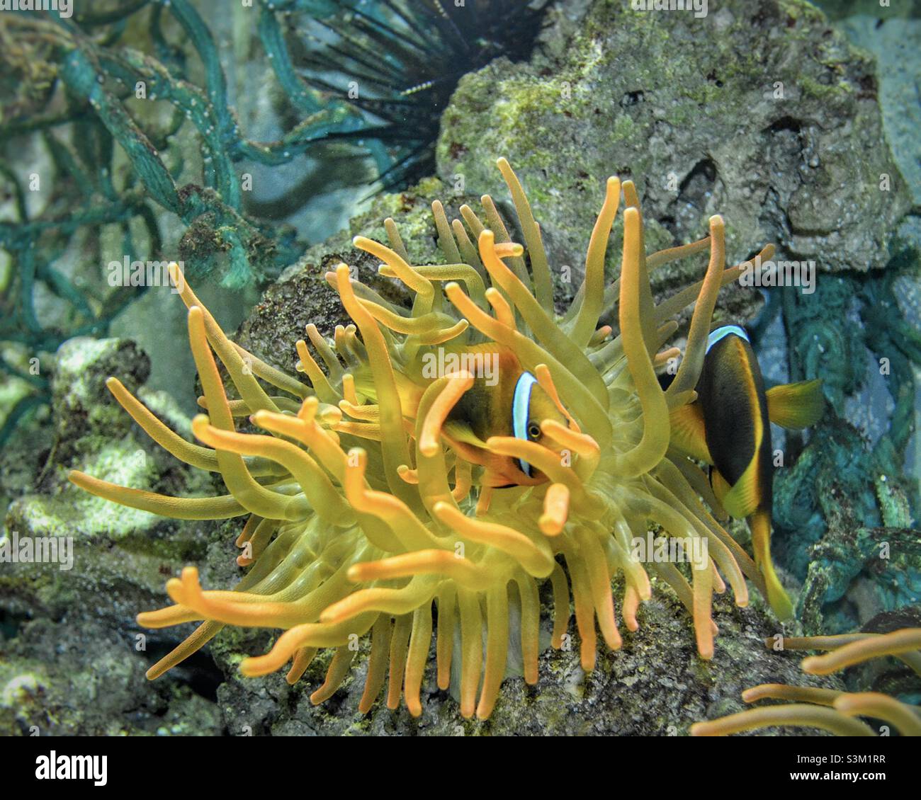 Clownfish in Anemone - Smartphone Captured Stock Image