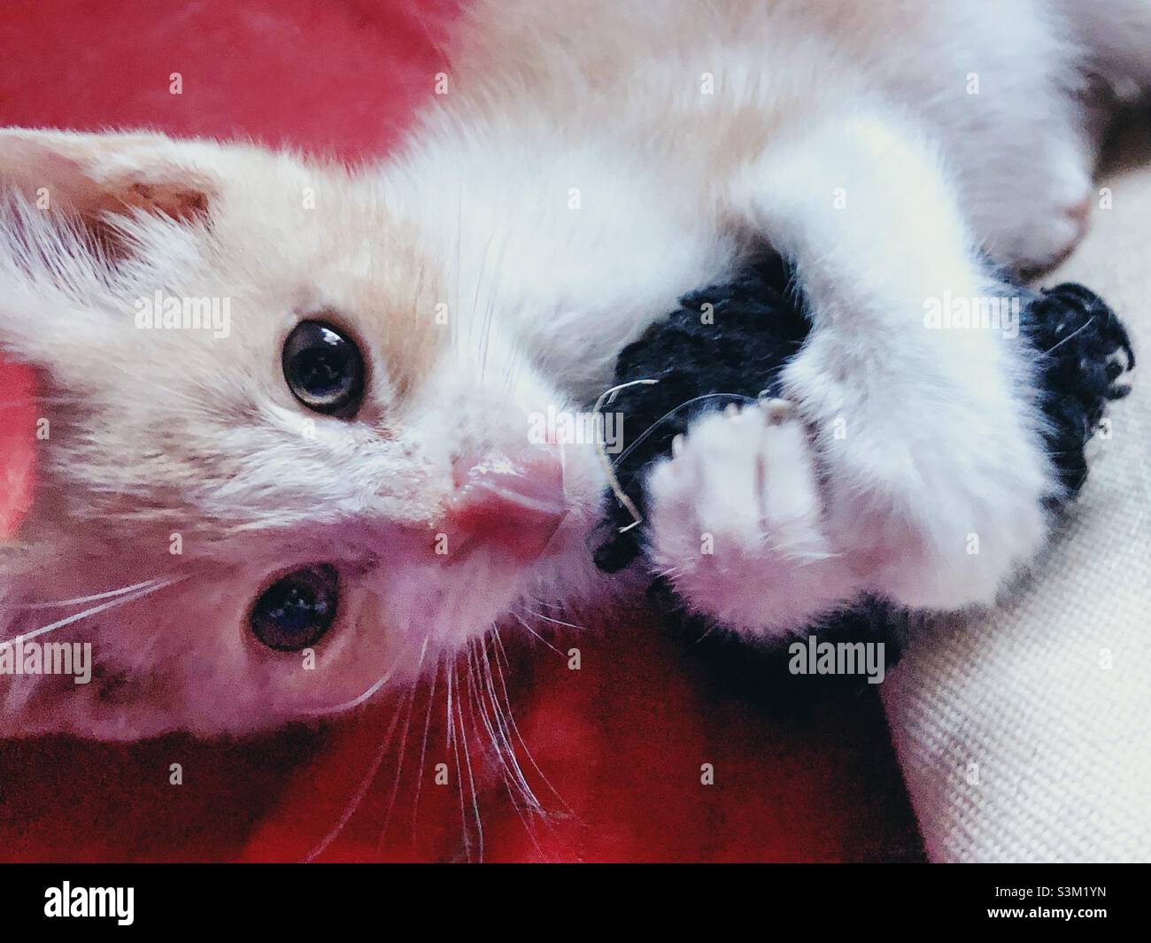 Dilute orange and white kitten licking face Stock Photo Alamy