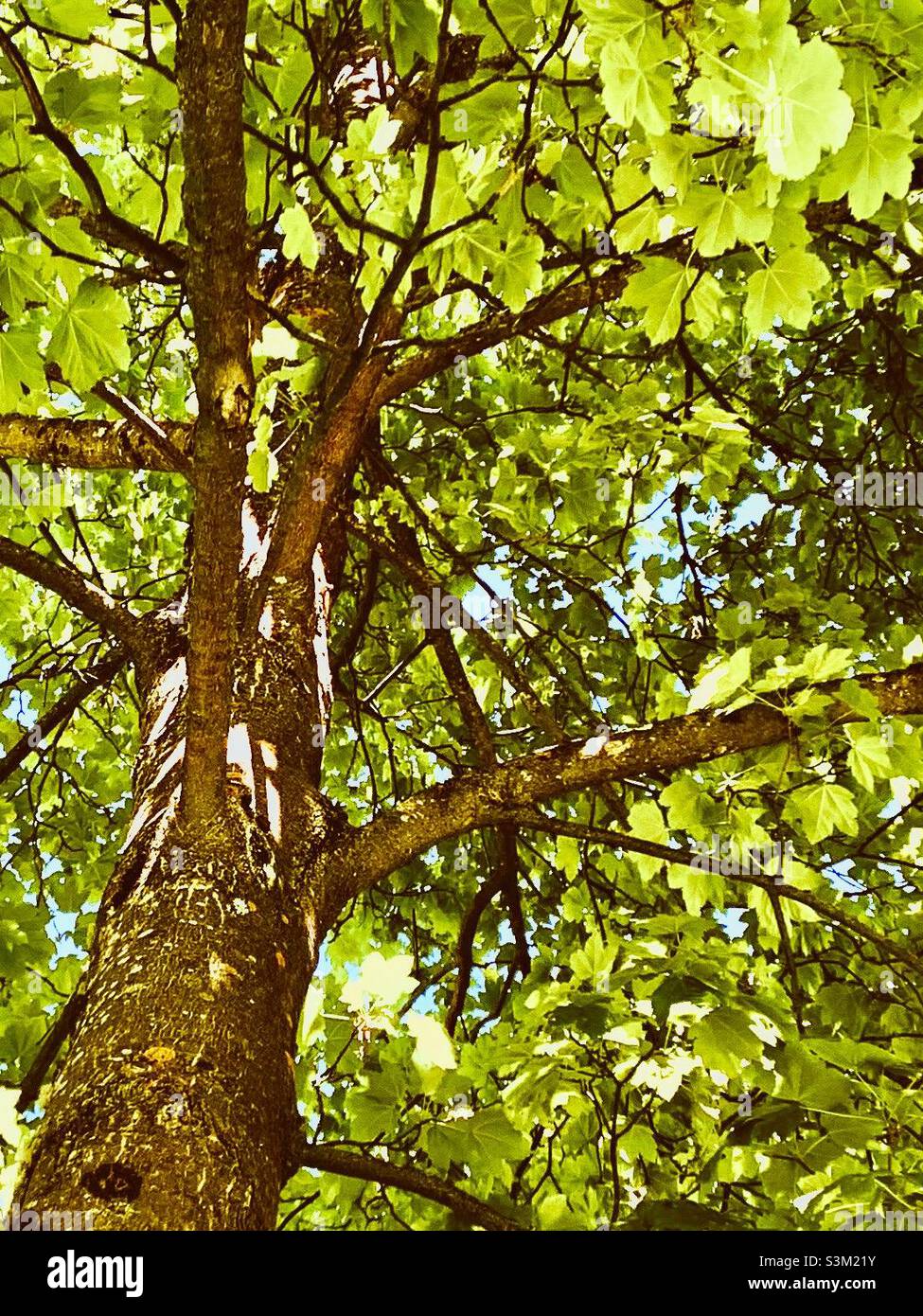 Broadleaf Tree in the sunlight Stock Photo